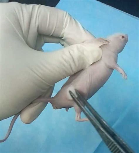 Tumorigenicity Assay In Nude Mice —bio Protocol