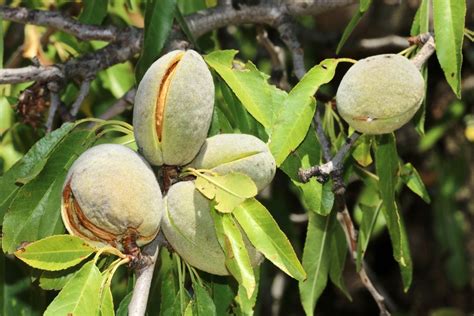 almond diseases  pests tips  managing issues  almonds
