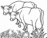 Cows Kuh Cattle Kühe Zum Cool2bkids Scribblefun Malvorlagen Sheet Acow Fazenda sketch template