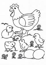 Galinha Coloring Preschool Pintinhos Chickens Pintinho Momjunction Galinhas Preschoolers Animais Backyardchickens Comodesenharbemfeito Junction Feito sketch template