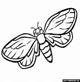 Coloring Pages Cicada Insect Firefly Preschool Animals Color Getdrawings Drawing Kids Printable sketch template