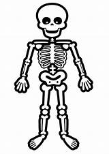 Skeleton Coloring Pages Printable Kids Standing Parentune Preschoolers Worksheets sketch template