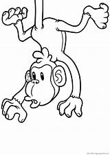 Tiere Mono Monos Affen Macacos Monkeys Apinat Scimmie Varityskuvia Tulosta Stampa Malvorlagen sketch template