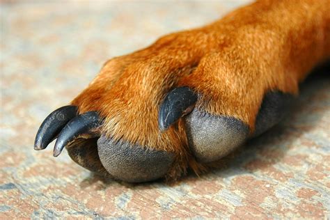 inflammation   paws  dogs symptoms  diagnosis