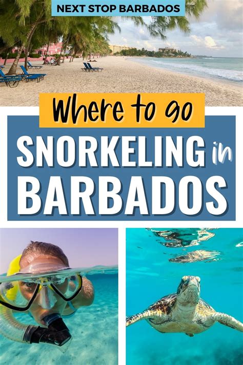 best snorkeling in barbados beaches tours and tips next stop barbados
