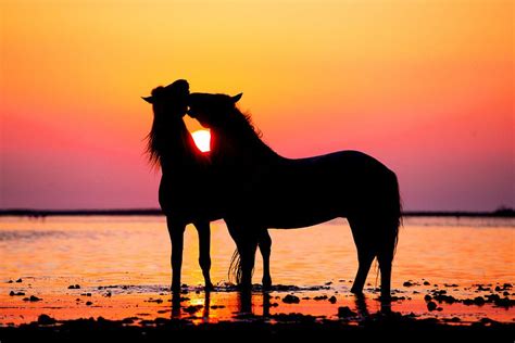 pin van karah op achtergronden wilde paarden meisjes paarden slaapkamers paarden