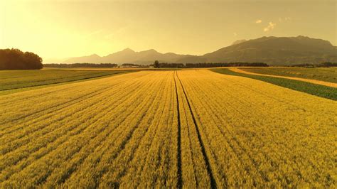 aerial agricultural farm  vast wheat stock footage sbv
