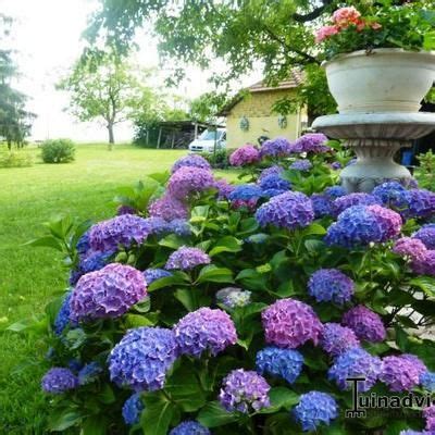 hortensia bolhortensia hydrangea macrophylla tuin tuin ideeen tuinplanten