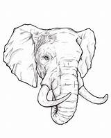 Elephant Face Draw Head Step Beginner Way Artly sketch template
