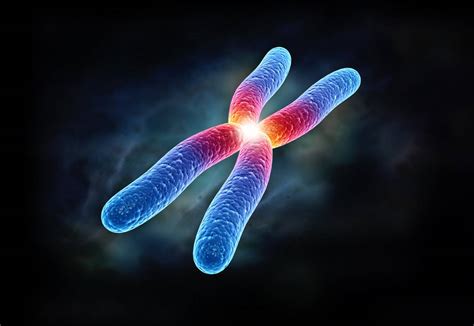 ¿cuáles Son Las Partes Del Cromosoma – Respuestas Tips