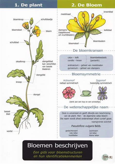 kaart bloemen beschrijven plantkunde planten schooltuinen