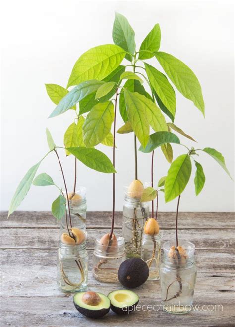 How To Grow Avocado From Seed 2 Easy Ways In 2020 Grow Avocado