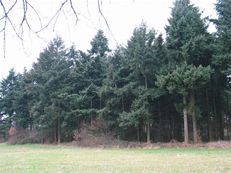 hemlocks tsuga douglas pseudotsuga naaldbomen herkennen op deze bomen site recognizing