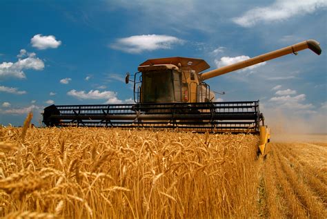 crop production wheat production  agweb