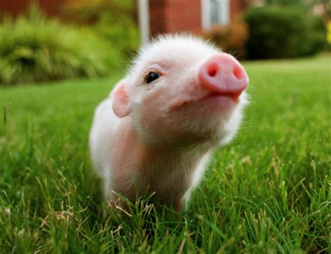 piglet pigs photo  fanpop