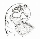 Ara Bleu Macaw Perroquet Parrot Propos Getcolorings sketch template
