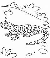Coloring Gecko Tokay Pages Turtle Choose Board Coloringpagesfortoddlers sketch template