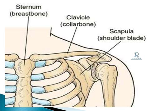 mcqquestions clavicle  answer   relief