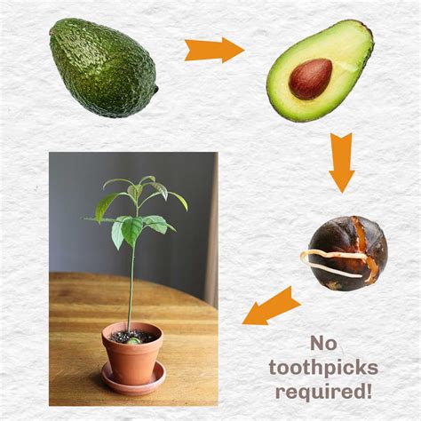 How To Grow Avocado Seed