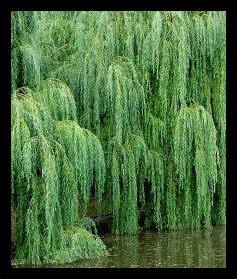 weeping willow  mundon  deviantart