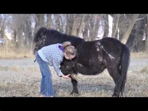 gentle mini horse  sale youtube