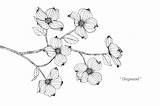 Dogwood Flower Drawing Illustration Premium Vector sketch template