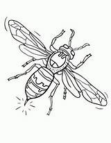 Hornet Coloring Pages Kids Printable Coloringcafe Colouring Designlooter Drawings Sheets sketch template