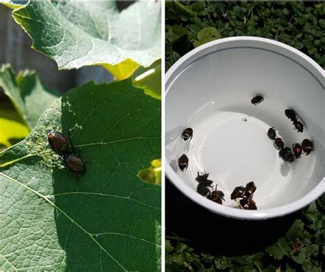 how to get rid of japanese beetles and save your garden