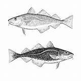 Kabeljauw Stockillustratie Codling Atlantische Vissen Tekening sketch template