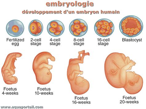 Embryologie Définition Et Explications