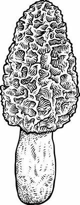 Morel Mushroom Vector Drawing Clip Illustration Illustrations Engraving Line sketch template