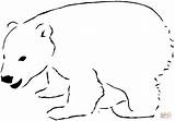 Polar Bear Coloring Printable Pages Template Outline Kids Drawing Clipart Bears Animals Color Arctic Colouring Christmas Excellent Print Animal Supercoloring sketch template
