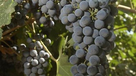 wine grape harvest slips  percent modesto bee