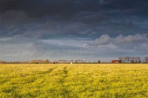 boerderij en vee op weiland voor zonsondergang stock foto image