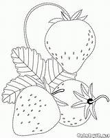 Fragola Colorear Disegno Melograno Fragole Morangos Fresas Groseille Bacche Colorkid Uvas Ribes Fraises Pianta Colorpoint Grappolo Coloriages Erdbeeren Strawberries Uva sketch template