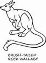 Wallaby Coloring Pages Animals sketch template