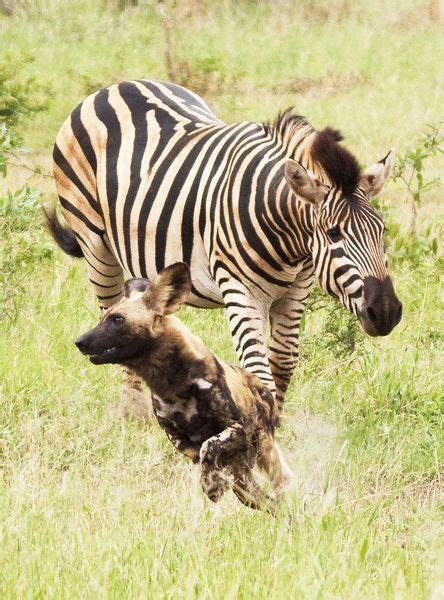 wild dogafricanendangered  chased   zebra wild dogs african wild dog animals wild