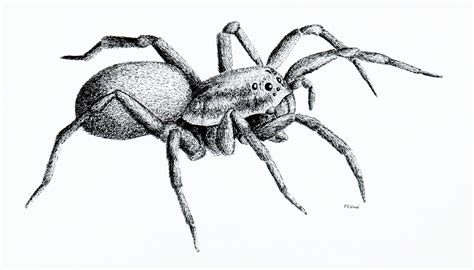 spider drawing