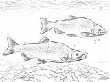 Salmon Coloring Kokanee Pages Realistic Printable Pacific Drawing Drawings Sheets Color Printables sketch template