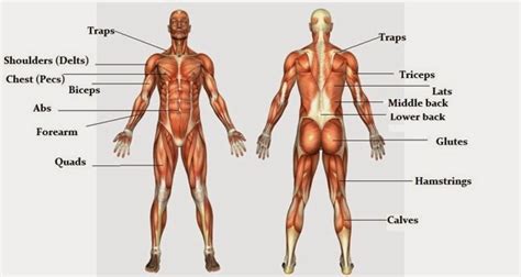 bodybuilding tips major muscle group   human body