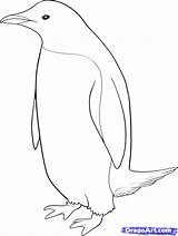 Pinguin Penguins Tiere Coloriage рисунок Designlooter карандашом sketch template