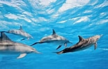 Afbeeldingsresultaten voor "stenella Longirostris". Grootte: 155 x 100. Bron: www.dolphins-world.com