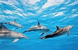 Afbeeldingsresultaten voor "stenella Longirostris". Grootte: 156 x 100. Bron: www.dolphins-world.com