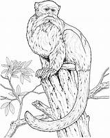 Monkey Coloring Pages Monkeys Animals Primate Tree Species Wise sketch template