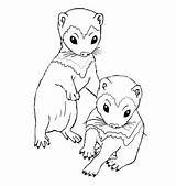 Ferret Coloring Pages Kits Drawing Cute Printable Getdrawings sketch template