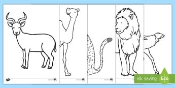 colouring pages rainforest animals pics