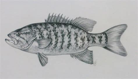 Pencil Drawing Of Smallmouth Bass Victoria Blanchard