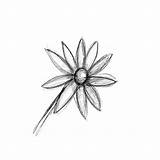 Edelweiss Flower Drawing Getdrawings Sketch sketch template