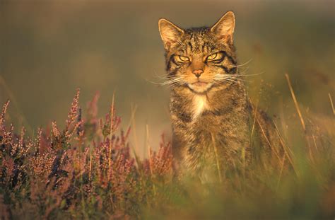 wild scotland wildlife  adventure tourism mammals terrestrial mammals scottish wildcat