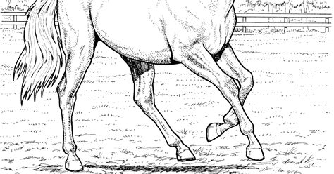 printable  realistic horse coloring pages  adults horse